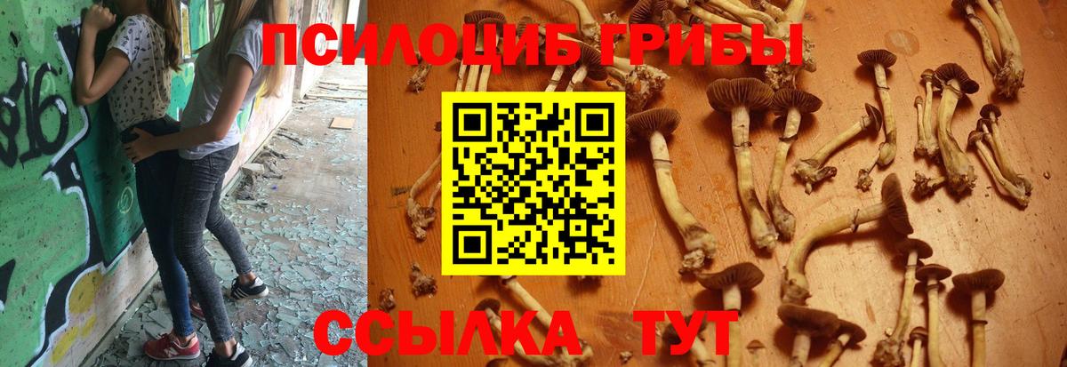 Галлюциногенные грибы Cubensis Шебекино